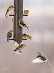 American Goldfinches 0609